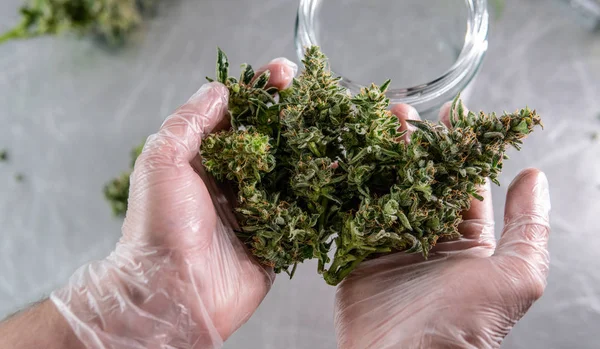Marihuana Trichome içinde . Esrar Kültürü