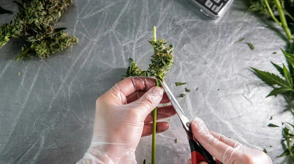 Prune Marijuana Plants ways. Colheita e processamento Cannabis comercial — Fotografia de Stock