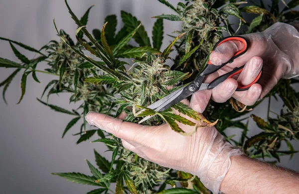 Het snijden van marihuana planten met een schaar. — Stockfoto