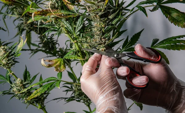 makas ile marihuana bitkileri kesme.