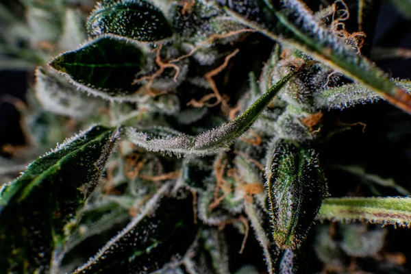 Tricomas em botões de maconha florescendo. Cultivando maconha medicinal para uso recreativo — Fotografia de Stock