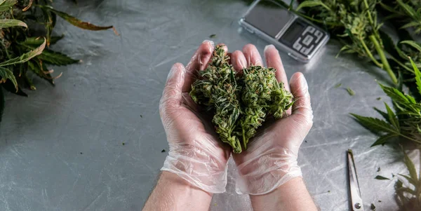 詳細に大麻の芽のための収穫時間。医療用サティバ株 — ストック写真