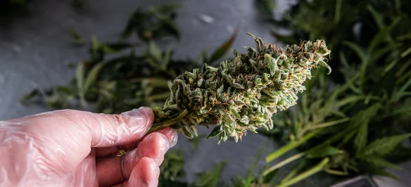 Prune Marijuana Plants ways. Cosecha y procesamiento Cannabis comercial — Foto de Stock