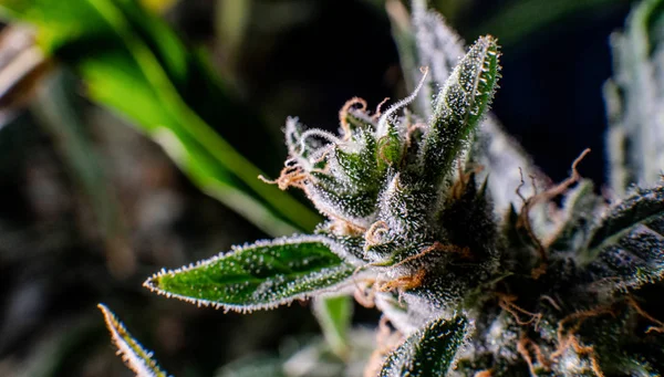 Marihuana Trichome içinde . Esrar Kültürü