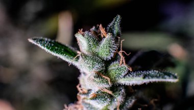 Trichomes bir çiçek açan marihuana tomurcukları üzerinde. Eğlence Kullanımı için Büyüyen Tıbbi Esrar