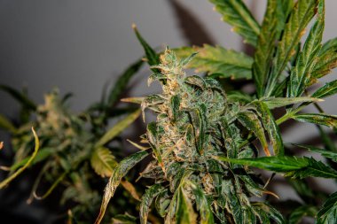 Trichomes bir çiçek açan marihuana tomurcukları üzerinde. Eğlence Kullanımı için Büyüyen Tıbbi Esrar