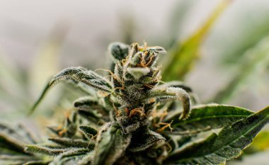 Trichomes bir çiçek açan marihuana tomurcukları üzerinde. Eğlence Kullanımı için Büyüyen Tıbbi Esrar