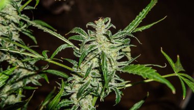 Gizli Büyüyen kapalı sonra Hasat. Esrar Tomurcuk Kalitesi