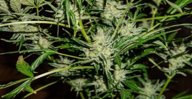 Detaylarda beyaz arka planda büyük çiçekli marihuana tomurcukları. Esrar için hasat zamanı