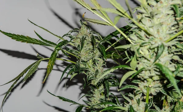 Trichomes su un bocciolo di marijuana in fiore. Coltivare marijuana medica per uso ricreativo — Foto Stock