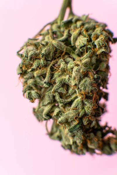 Macro foto de brotes de marihuana sobre un fondo rosa. THC y el efecto de la marihuana en la salud humana — Foto de Stock