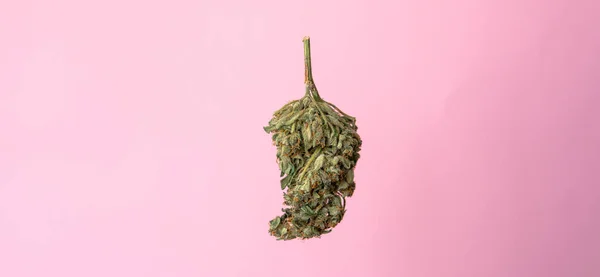 Bourgeon de marijuana isolé sur fond rose. concept de marijuana médicale pour les médias sociaux — Photo