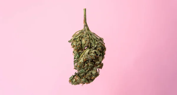 Brote de marihuana aislado en un fondo rosado. Concepto de marihuana medicinal para redes sociales —  Fotos de Stock