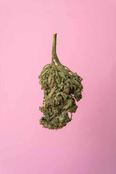 Pembe bir arka plan üzerinde marihuana tomurcukları Makro fotoğraf. Thc ve insan sağlığı üzerinde marihuana etkisi