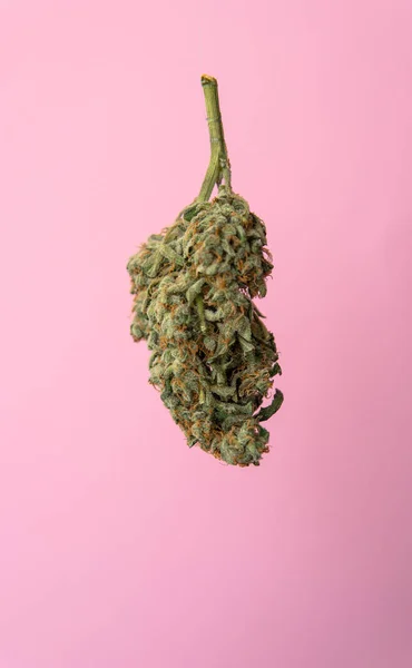 Brote de marihuana aislado en un fondo rosado. Concepto de marihuana medicinal para redes sociales —  Fotos de Stock