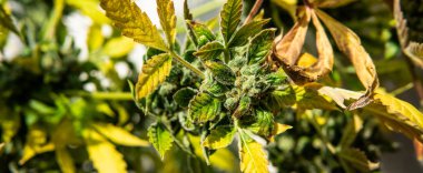 profesyonel esrar groving kapalı. Mar büyüyen yeni suşları