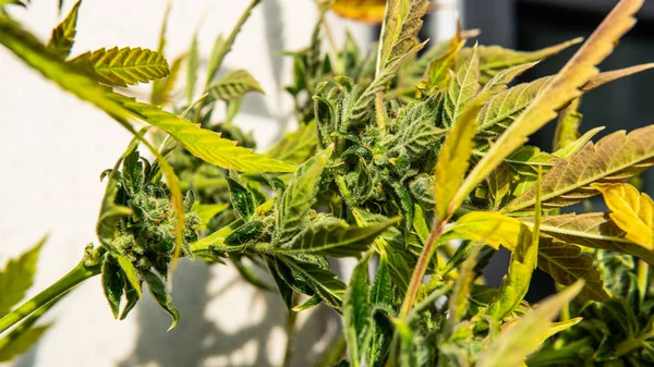 Arvoredo cannabis profissional interior. Crescer novas estirpes de mar — Fotografia de Stock