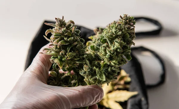 Cultivo profesional de cannabis en interiores. Crecimiento de nuevas cepas de mar — Foto de Stock