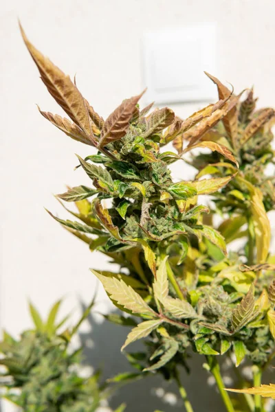 Professionele cannabis groving indoor. Groeiende nieuwe stammen van Mar — Stockfoto