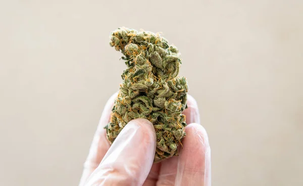 Gran brote de marihuana en mano de los hombres en los detalles. Strai cannabis fuerte — Foto de Stock