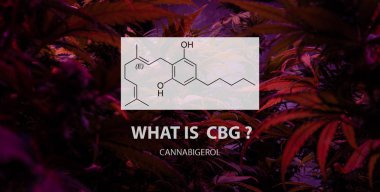 Cannabigerol (Cbg) marihuana st psikoaktif olmayan kannabinoid