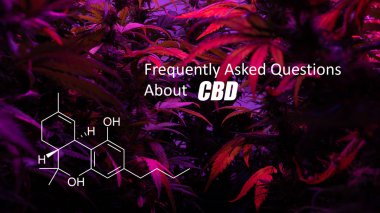 Tetrahidrokanabinol (Thc) marihuana tomurcuk genel kannabinoidler