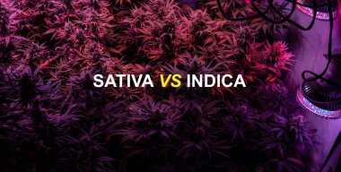 Sativa or Indica marijuana strain concept picture.  clipart