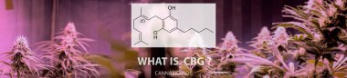 Cannabigerol (Cbg) marihuana st psikoaktif olmayan kannabinoid