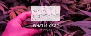 Cannabigerol (Cbg) marihuana st psikoaktif olmayan kannabinoid