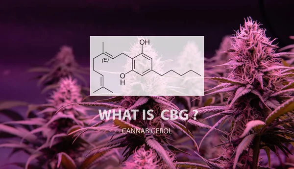 Нетоксичный каннабиноид (CBG) в марихуане — стоковое фото