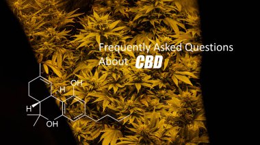 Tetrahidrokanabinol (Thc) marihuana tomurcuk genel kannabinoidler