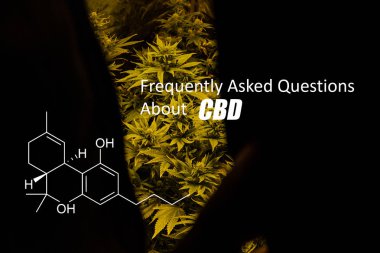 Tetrahidrokanabinol (Thc) marihuana tomurcuk genel kannabinoidler