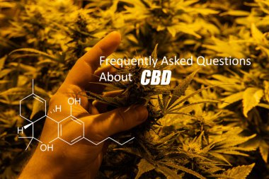 Tetrahidrokanabinol (Thc) marihuana tomurcuk genel kannabinoidler