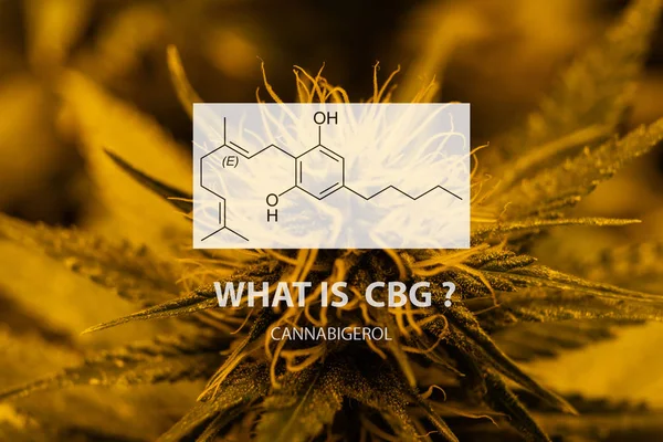 Cannabigerol (Cbg) marihuana st psikoaktif olmayan kannabinoid