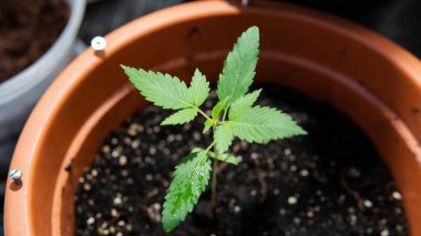 bakım ve eğlence marihuana ekimi. Profesyonel olabilir