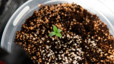 Küçük Alanlarda Marihuana Yetiştirmek. Canna'da Cbd ve Thc elementleri