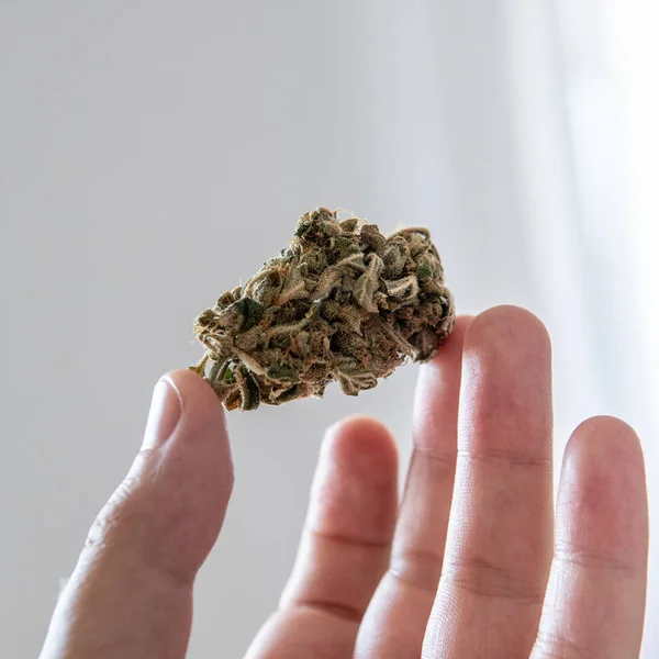 Grandes botões floridos de cannabis no close-up na mão dos homens . — Fotografia de Stock
