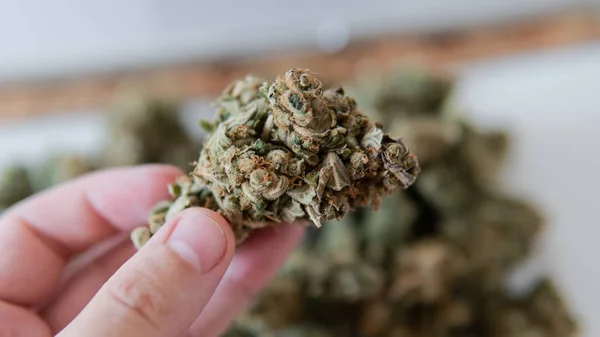 Groeiende sativa en indica stammen binnenshuis. — Stockfoto