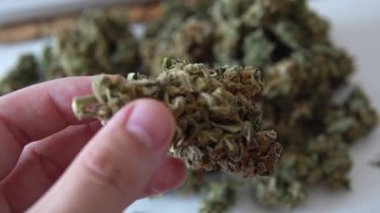 bakım ve eğlence marihuana ekimi. Kapalı mekanlarda büyüyen profesyonel esrar. 