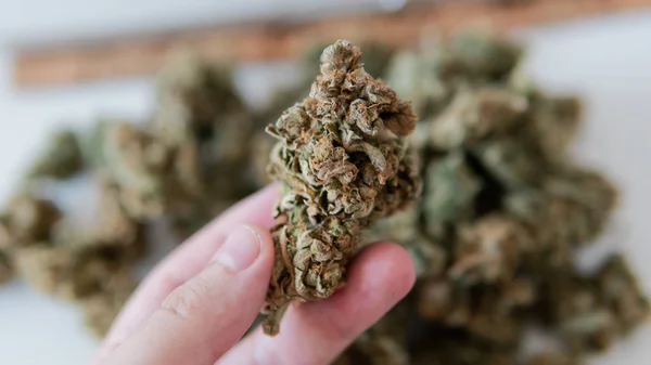 Grote cannabis bloeiende toppen in de close-up in Mans hand. — Stockfoto