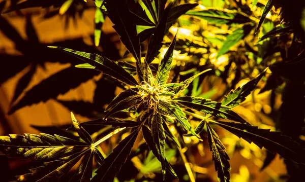 Kadın kenevir bitkicannabigerol kannabinoid bileşikler.