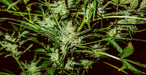 Composti cannabinoidi di cannabigerolo nella pianta femminile di cannabis . — Foto Stock