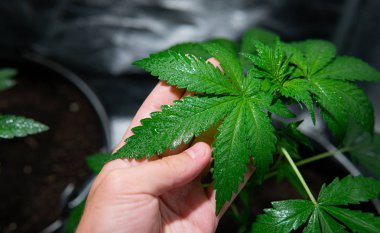 marihuana yetiştiriciliği eğilimleri. Kenevir bitkiyakın çekim.