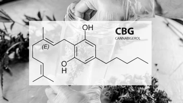 Compuestos cannabinoides de cannabigerol en la planta de cannabis femenina . — Foto de Stock