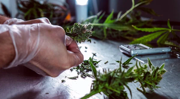 Compostos canabinóides de canabigerol na planta de cannabis feminina . — Fotografia de Stock