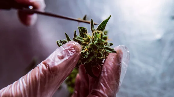 Kadın kenevir bitkicannabigerol kannabinoid bileşikler.