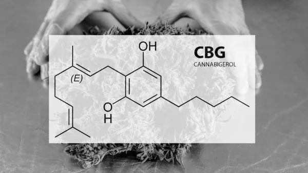 Cannabigerol cannabinoid compounds in the female cannabis plant. — Stock Photo, Image