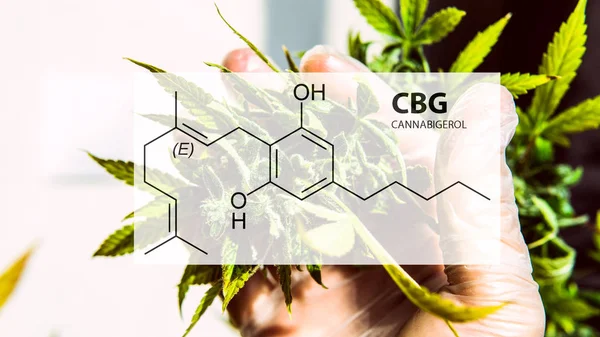 Kadın kenevir bitkicannabigerol kannabinoid bileşikler.