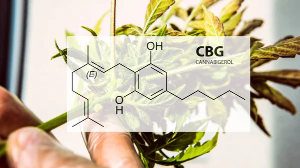 Kadın kenevir bitkicannabigerol kannabinoid bileşikler.