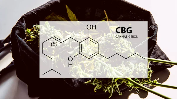 Kadın kenevir bitkicannabigerol kannabinoid bileşikler.